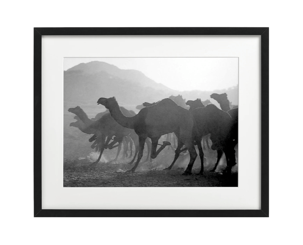 Running Camels