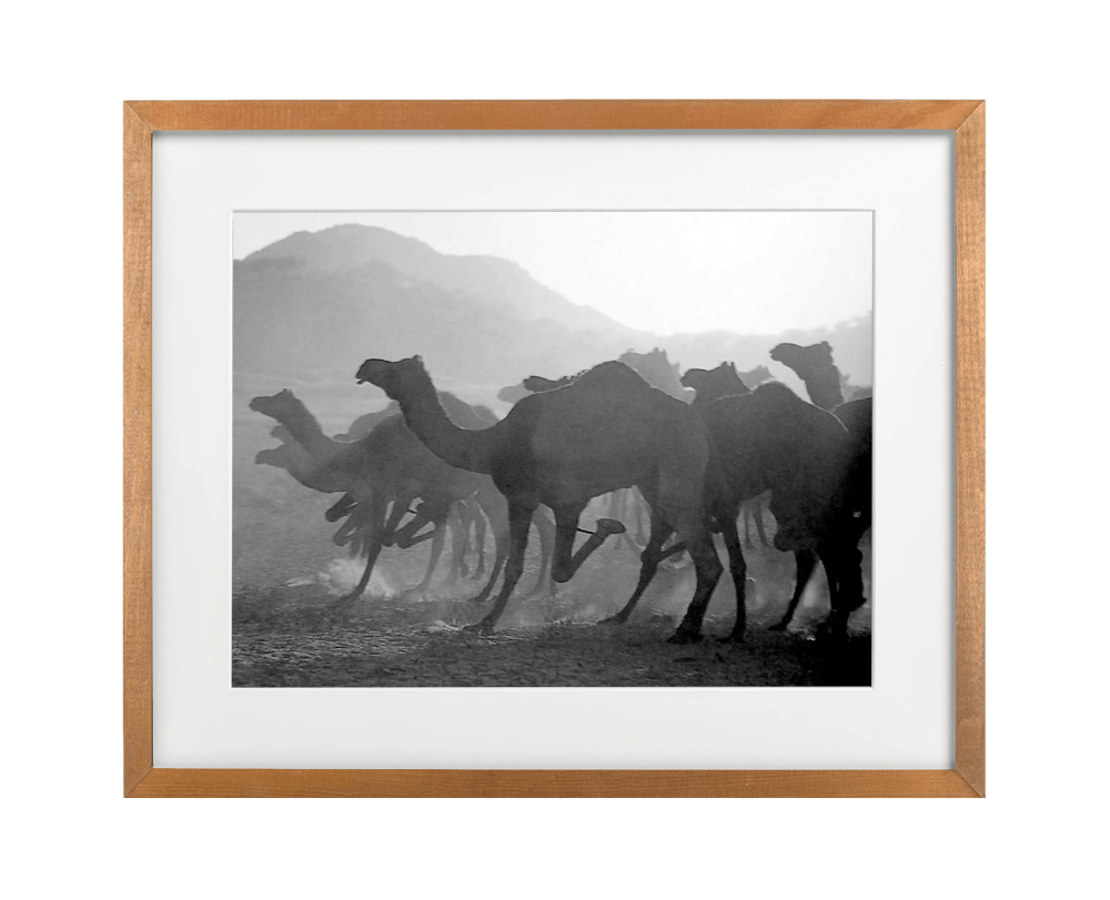 Running Camels