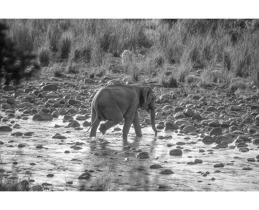 Corbett National Park