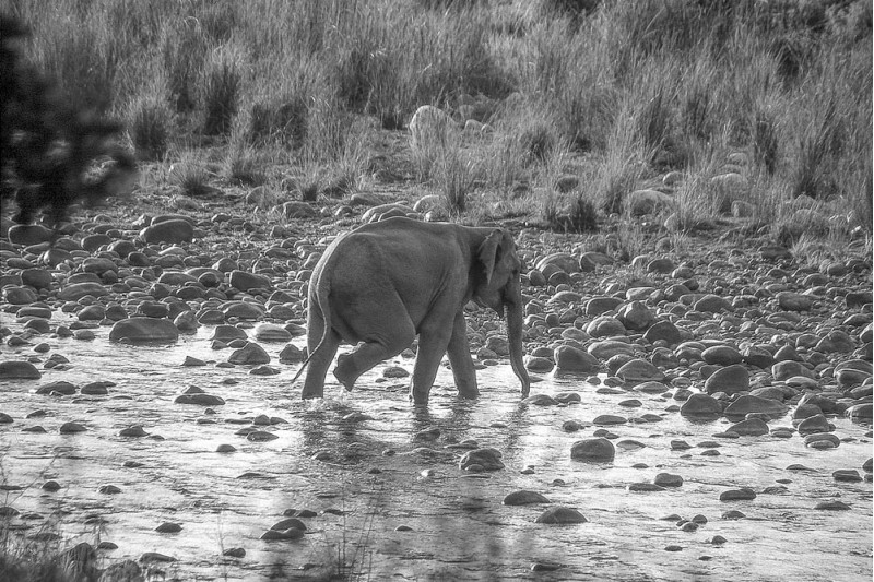 Corbett National Park