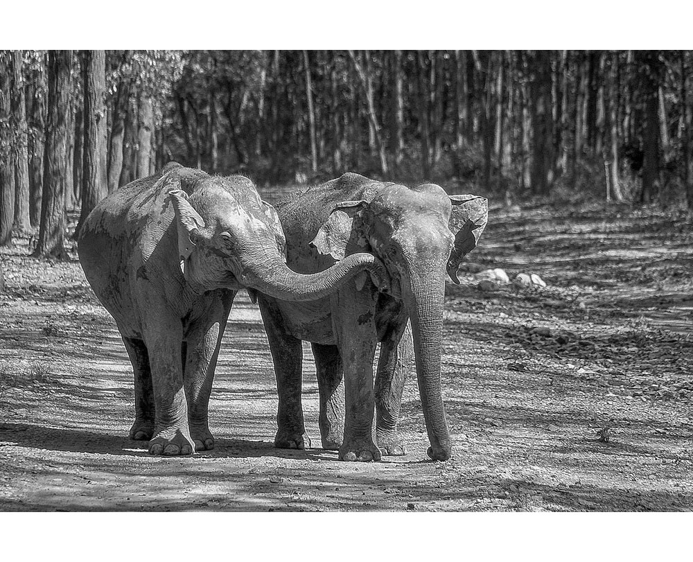 Corbett National Park