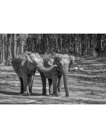 Corbett National Park