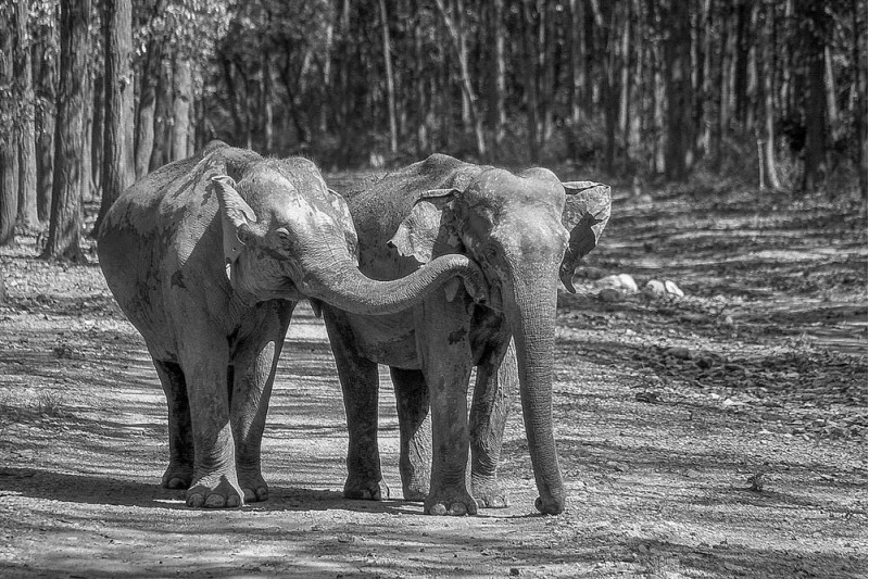 Corbett National Park