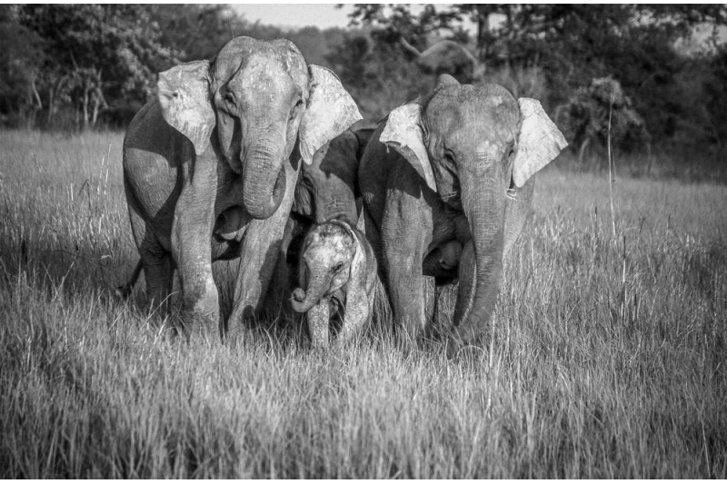 Corbett National Park