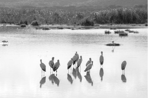 White Stork