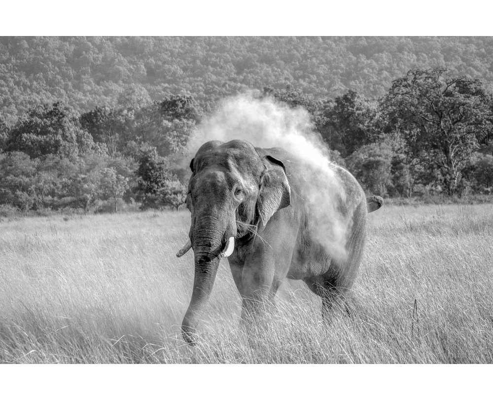 Corbett National Park