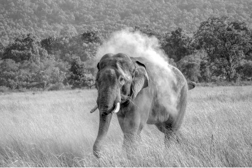 Corbett National Park