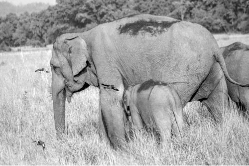 Corbett National Park