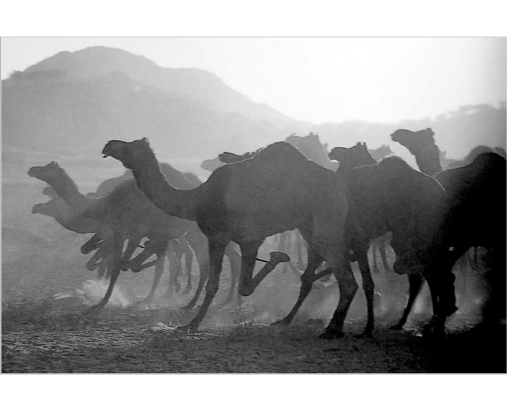 Running Camels