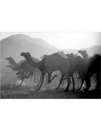 Running Camels