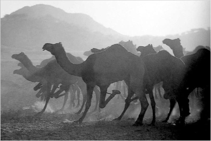 Running Camels