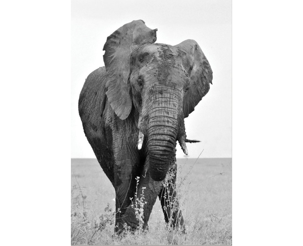 African Elephant