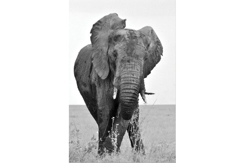 African Elephant