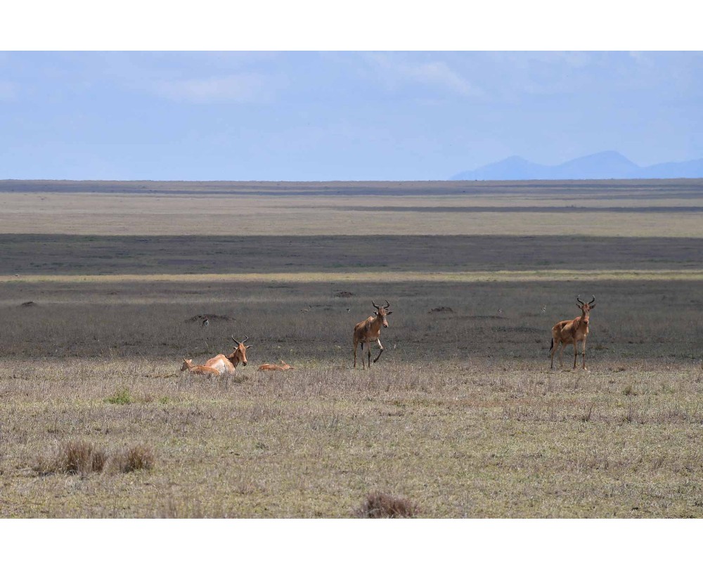 Red Hartebeest