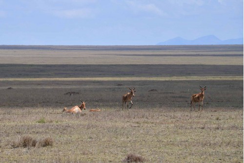 Red Hartebeest