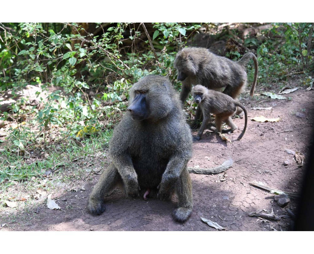 baboons on the moon