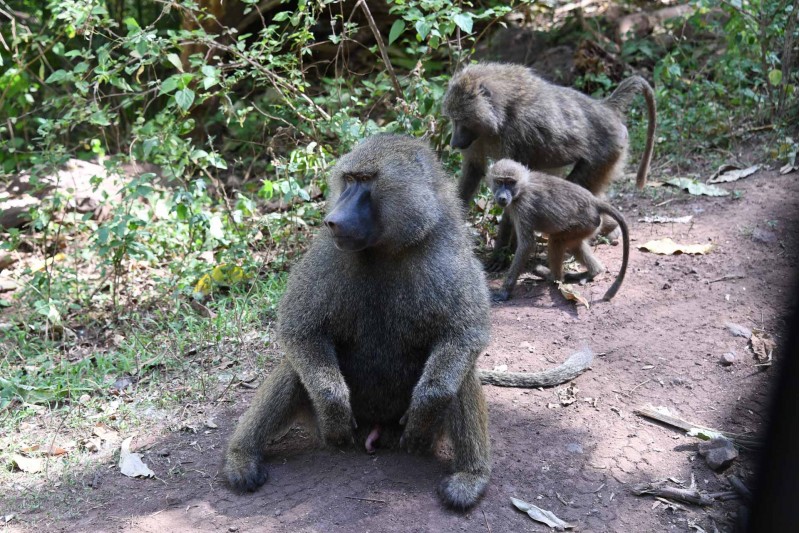 baboons on the moon