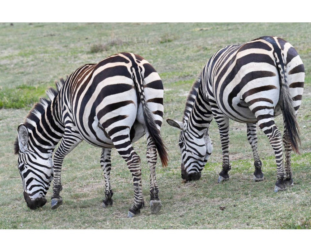 striped twins