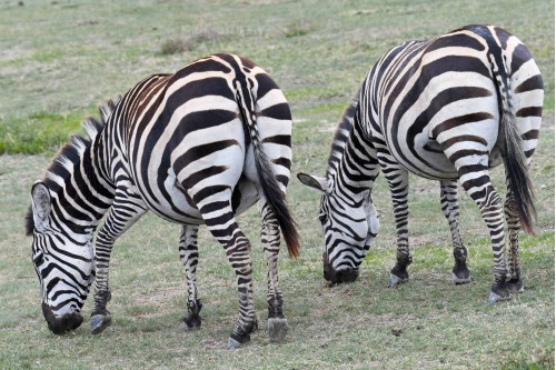 striped twins