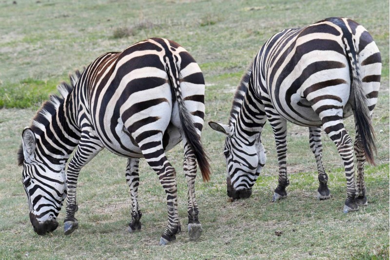 striped twins