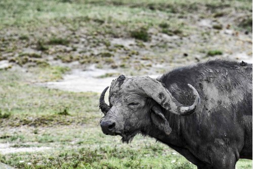 mud bath