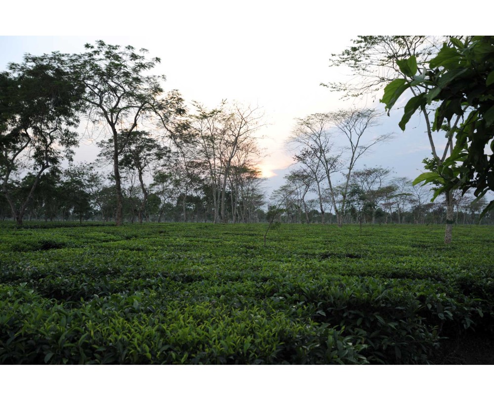 sunset & tea