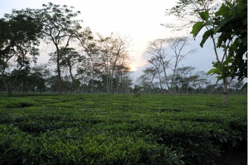 sunset & tea