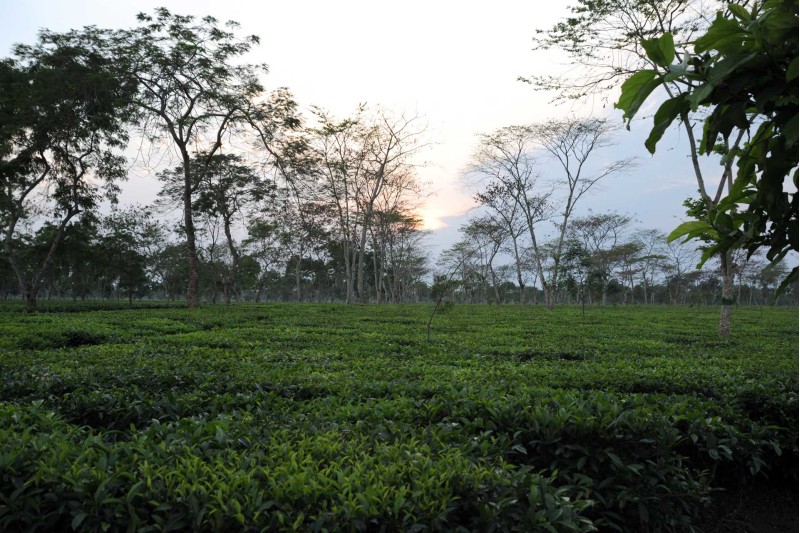 sunset & tea