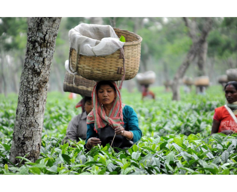 balancing tea