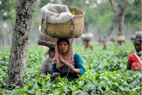 balancing tea