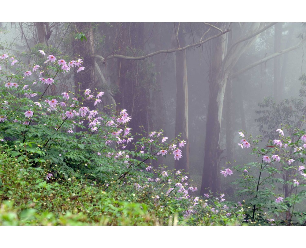 misty valley