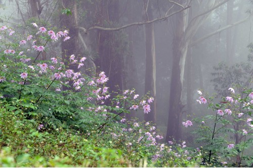 misty valley