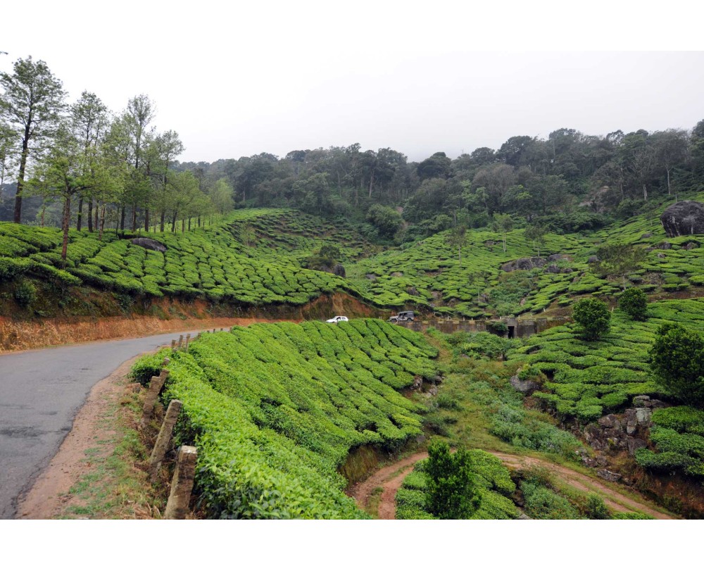 road to Munnar 