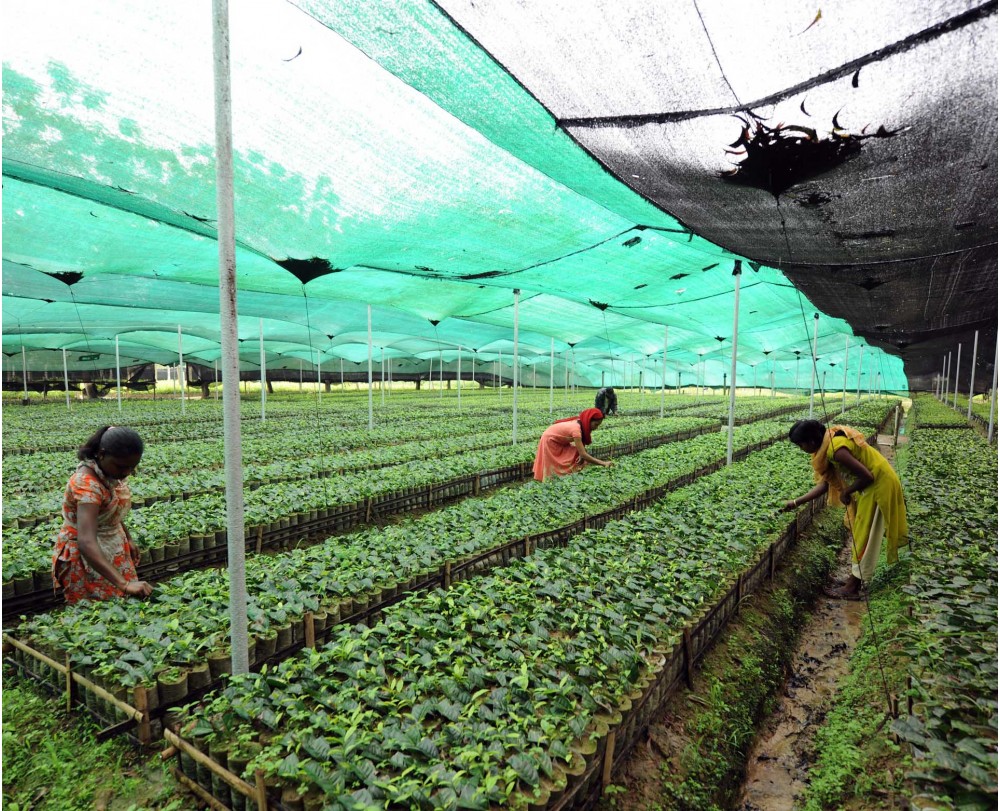 Tea Nursery