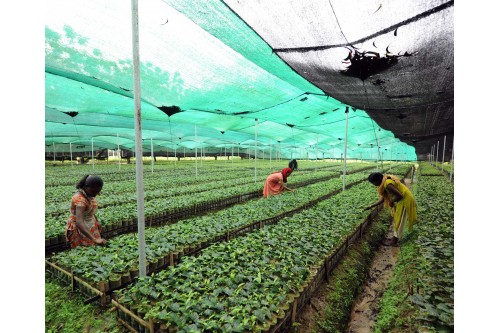 Tea Nursery