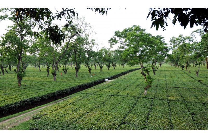 Greenwood Tea Estate.