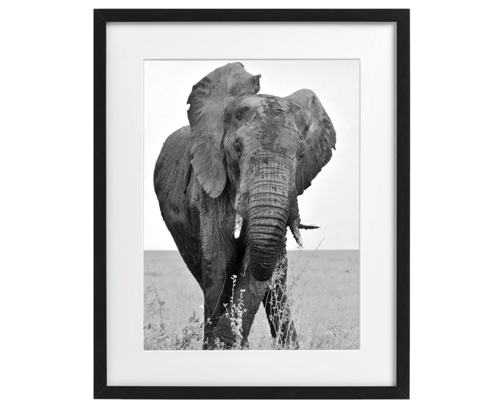 African Elephant