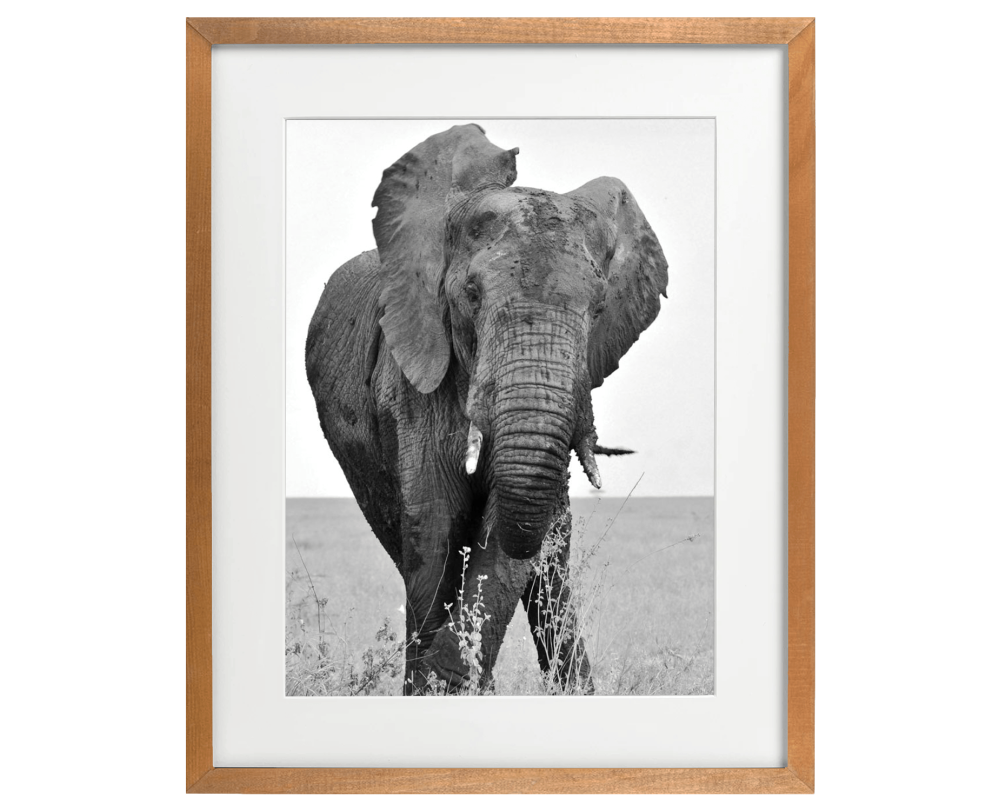 African Elephant