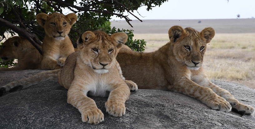 The Serengeti Safari: Wildlife Photography