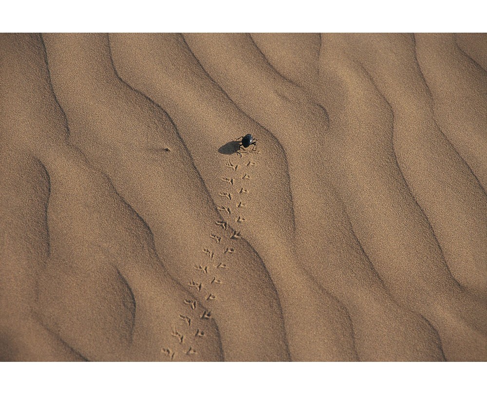 A sand Beetle