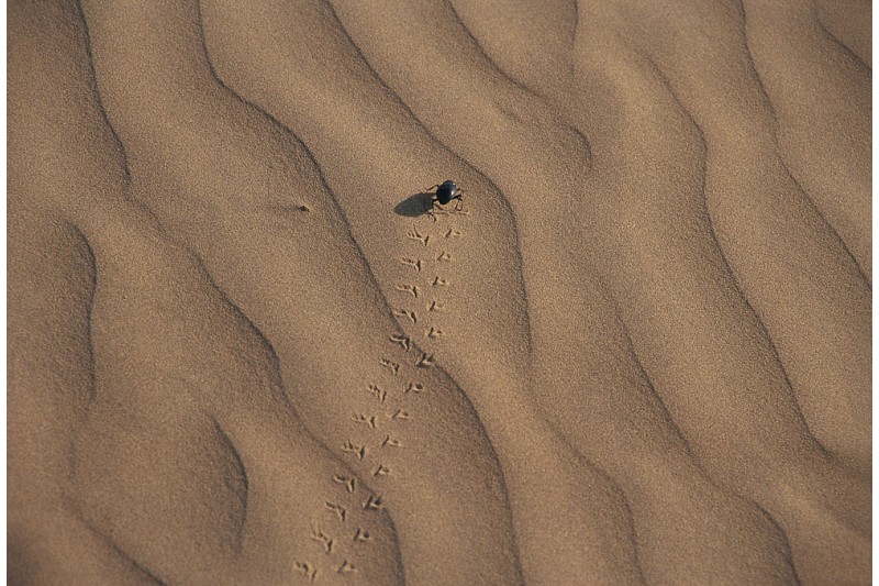 A sand Beetle