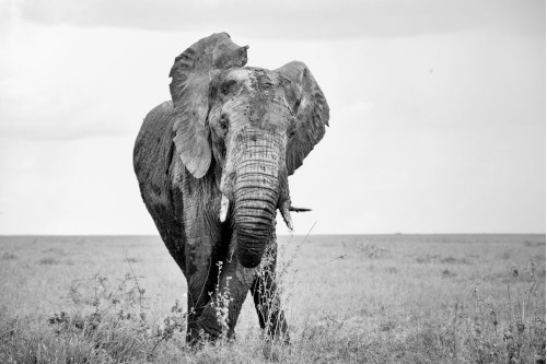 African Elephant