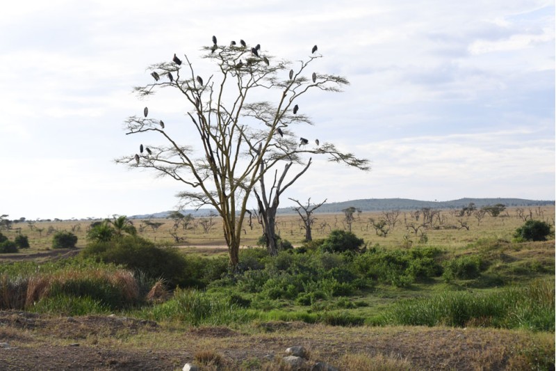 Herons