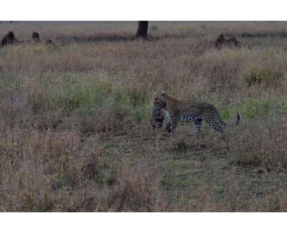 Leopard and her cub