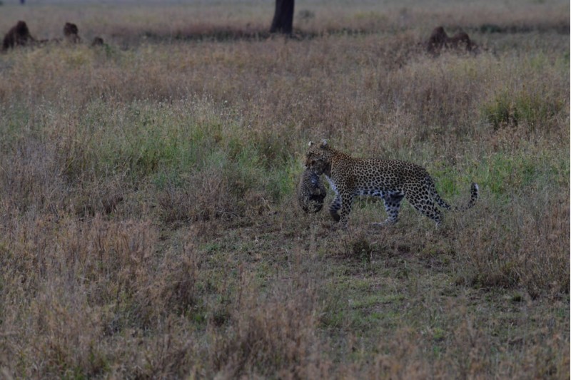 Leopard and her cub