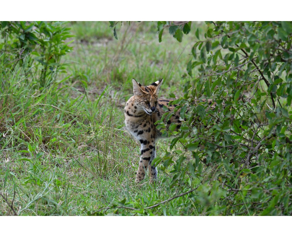 Leopard Cats