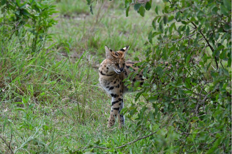 Leopard Cats