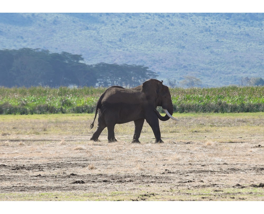 Elephants Graveyard