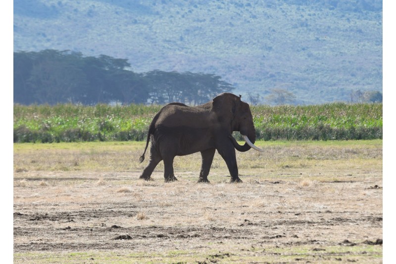 Elephants Graveyard