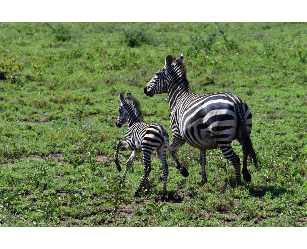 Mother and a young Zebra